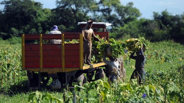 Los planes sociales como coberura para el trabajo temporario.