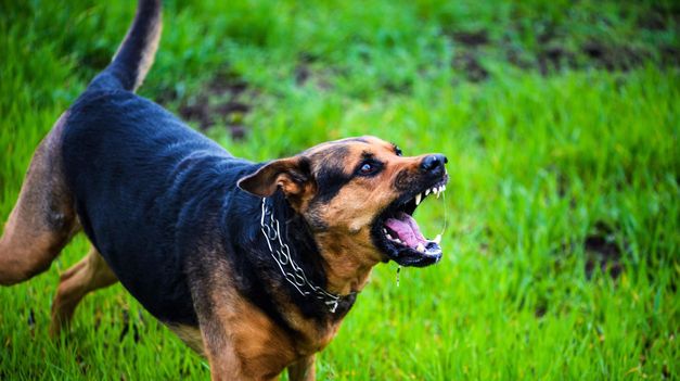 Un estudio de Harvard reveló porque los ataques agresivos de perros suelen ser más que nada en el propio hogar.