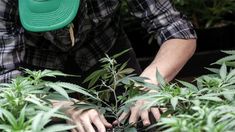 Ministerio de Salud amplió a tres años la autorización para cultivo del cannabis terapéutico