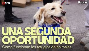 El rol de los hogares de tránsito es fundamental, junto a las castraciones y la concientización para adoptar.