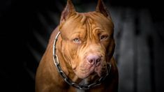 Un pitbull mató a un nene de tres años en Córdoba.