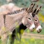 La carne de burro irrumpió este mes en las góndolas de Trelew. La carne de burro irrumpió este mes en las góndolas de Trelew.