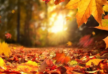 El destino ideal para el otoño, donde los árboles y bosques se tiñen de dorado.&nbsp;