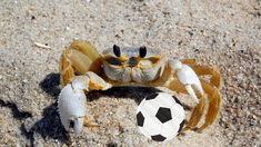 Video: una carrera de cangrejos pronosticó cómo saldrá Argentina frente a Países Bajos Video: una carrera de cangrejos pronosticó cómo saldrá Argentina frente a Países Bajos