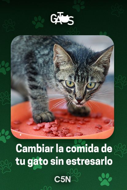 Los gatos y el desafío de modificarle la alimentación.&nbsp;