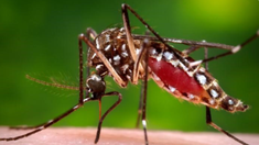 Murió una joven de 25 años por dengue en Santa Fe. Murió una joven de 25 años por dengue en Santa Fe.