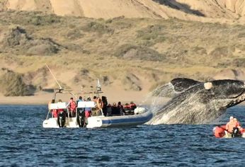 Puerto Madryn, un punto de encuentro entre fauna y paisaje.