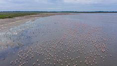 Esta laguna alberga una gran variedad de flamencos y otras aves playeras. Esta laguna alberga una gran variedad de flamencos y otras aves playeras.