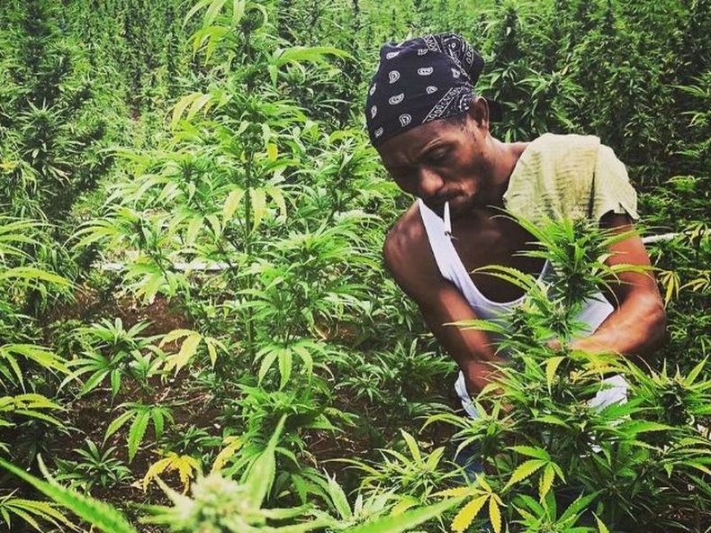 Aunque a Jamaica se lo asocia mundialmente al cannabis por la cultura rastafari