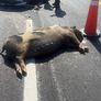 El animal murió en el acto producto de la embestida de uno de los autos.