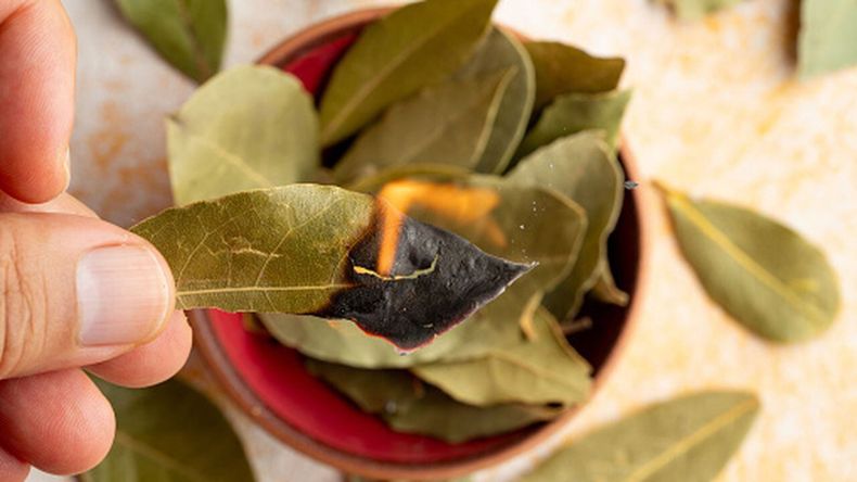 De qué se trata el ritual de quemar hojas de laurel: cómo hacerlo y qué efectos tiene