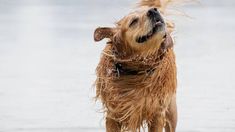 Expertos realizaron un estudio para conocer por qué los perros se sacuden cuando están mojados. Expertos realizaron un estudio para conocer por qué los perros se sacuden cuando están mojados.