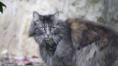 La mascota estuvo perdida durante una semana y volvió al hogar y tocó el timbre. La mascota estuvo perdida durante una semana y volvió al hogar y tocó el timbre.