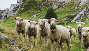 Las ovejas saltaban más alto que las cabras y eso nunca sucede, bromeó el dueño.&nbsp;