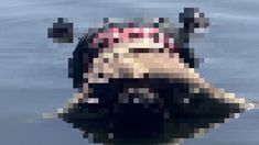 La víctima era un hombre y estaba semisumergido en la lagun y totalmente vestido. La víctima era un hombre y estaba semisumergido en la lagun y totalmente vestido.