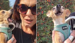Manolo, el perrito charlatán que se hizo viral en las redes sociales.