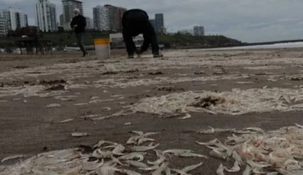 El sector costero amaneció repleto de ejemplares de una especie de crustáceo conocida como Peisos petrunkevetchi El sector costero amaneció repleto de ejemplares de una especie de crustáceo conocida como Peisos petrunkevetchi