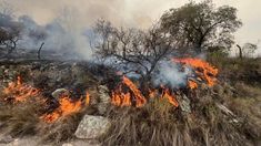 Más de 1.600 hectáreas fueron consumidas en Córdoba. Más de 1.600 hectáreas fueron consumidas en Córdoba.