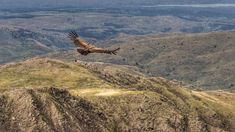 En estas sierras se puede observar una gran cantidad de condores y otras especies de aves. En estas sierras se puede observar una gran cantidad de condores y otras especies de aves.