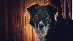 Okupas: la historia de Stompy, el perro que hizo de Severino Okupas: la historia de Stompy, el perro que hizo de Severino