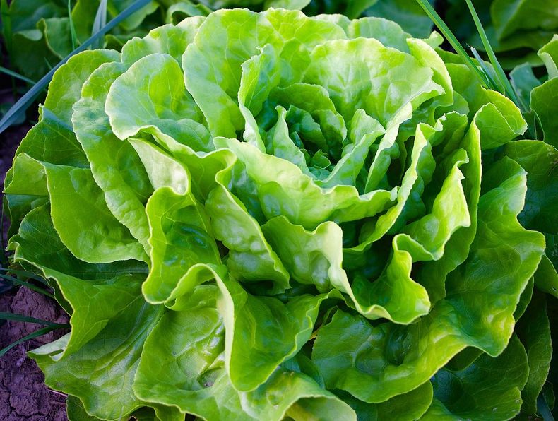 Cómo conservar la lechuga para que dure más tiempo.