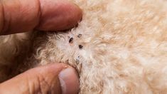 Un estudio de Harvard dio a conocer que existe un truco casero para que apliques en tus mascotas y así logres erradicar a estos insectos de su piel.