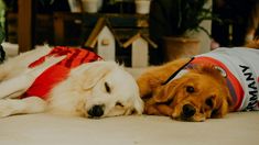 Las bajas temperaturas del invierno impactan en los animales, quienes a menudo deben descansar al aire libre debido a la falta de un espacio adecuado dentro del hogar. Las bajas temperaturas del invierno impactan en los animales, quienes a menudo deben descansar al aire libre debido a la falta de un espacio adecuado dentro del hogar.