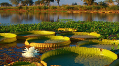 Los ecologistas buscan fomentar el turismo y el consumo de productos locales. Los ecologistas buscan fomentar el turismo y el consumo de productos locales.