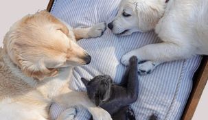 La compra de los animales estará permitida directamente a los criaderos.&nbsp;