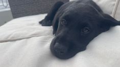 La cachorra murió a los 7 días de llegar al hogar en Escobar. La cachorra murió a los 7 días de llegar al hogar en Escobar.