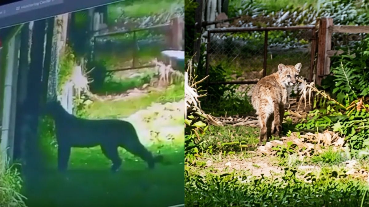 Un puma suelto fue visto dentro de un barrio privado y generó preocupación entre los vecinos