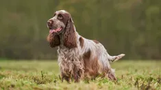 El mejor indicio de que un perro necesita abrigo es su propio comportamiento.