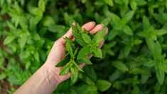 Este endulzante natural puede ser hasta 300 veces más potente que el azúcar común Este endulzante natural puede ser hasta 300 veces más potente que el azúcar común