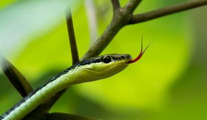 Esto es lo que debés hacer si te encontrás con una serpiente en tu casa