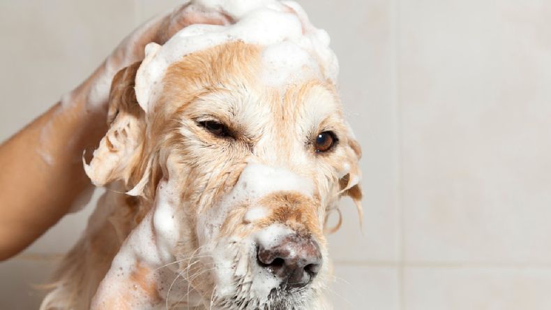 Bañar al perro es fundamental, tanto para su salud como para la limpieza del hogar