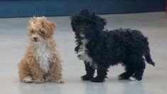 Caramelo y Mora se separaron en el momento que Romina abandonó la casa. Caramelo y Mora se separaron en el momento que Romina abandonó la casa.