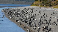 Es uno de los tours más atractivos del turismo en Ushuaia en verano.&nbsp;