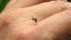Dengue en Argentina: se registró la primera muerte por coinfección de dos serotipos Dengue en Argentina: se registró la primera muerte por coinfección de dos serotipos