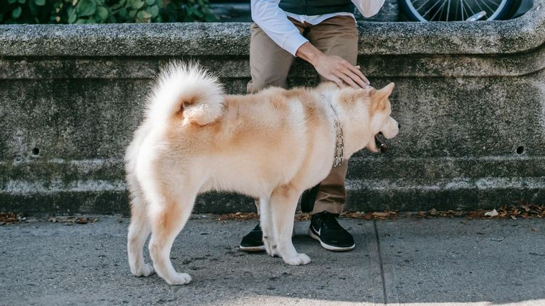  Las rutinas de cuidado, como los paseos diarios, no solo benefician al animal, sino que también estimulan hábitos saludables en las personas, incentivándolas a salir de casa y mantener actividad física constante.