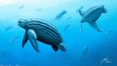 Reconstrucción de Helianthochelys redondita en el mar mioceno de Patagonia hace 19 millones de años.