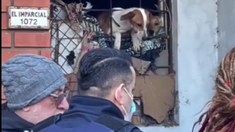 La joven estaba a cargo de su madre jubilada y sus perros. La joven estaba a cargo de su madre jubilada y sus perros.