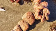 Así lucen las papas de mar. Así lucen las papas de mar.