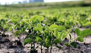 La Bolsa de Cereales de Buenos Aires (BCBA) recortó la estimación de producción de soja en 3 millones de toneladas.