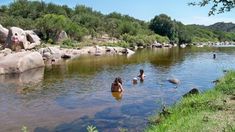En Córdoba hay dos ríos imperdibles con aguas cristalinas y limpias. En Córdoba hay dos ríos imperdibles con aguas cristalinas y limpias.