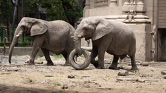 Kuky y Pupy, las elefantas africanas, esperaban ser trasladadas al Santuario de Elefantes de Brasil. Kuky y Pupy, las elefantas africanas, esperaban ser trasladadas al Santuario de Elefantes de Brasil.