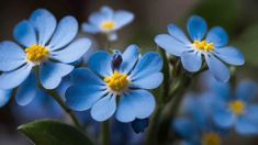 La Inteligencia Artificial reveló cuáles son las diez flores más bellas para tener en el hogar. La Inteligencia Artificial reveló cuáles son las diez flores más bellas para tener en el hogar.