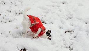 Con medidas simples, es posible atravesar el invierno sin sobresaltos, cuidando a los perros del frío extremo y preservando su salud.