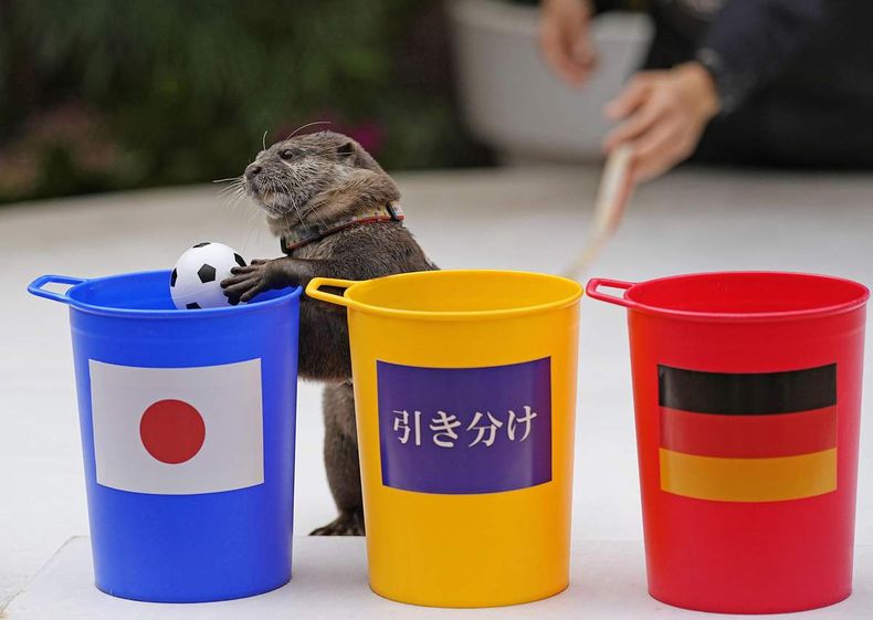 La nutria Taiyo predijo el triunfo de Japón ante Alemania.