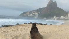 El mamífero llegó a la famosa playa brasileña. El mamífero llegó a la famosa playa brasileña.