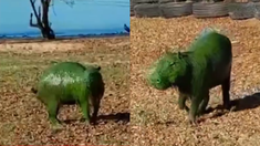 El verdín puede ser un riesgo para el ecosistema. El verdín puede ser un riesgo para el ecosistema.